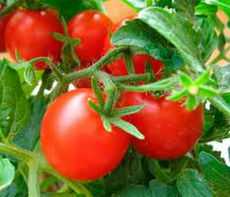 Стоит сказать, что состав желтых и других экзотических сортов помидоров, как и красных одинаков