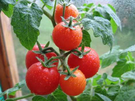 Чем полезны помидоры, полезные свойства помидоров - антиоксиданты