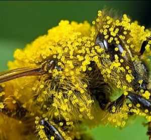 Полезные свойства пчелиной пыльцы, лечебные